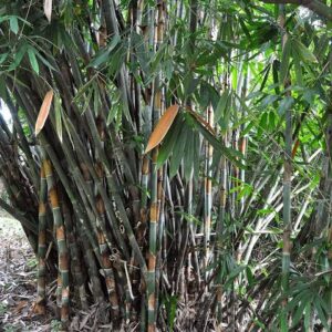 Pohon Bambu