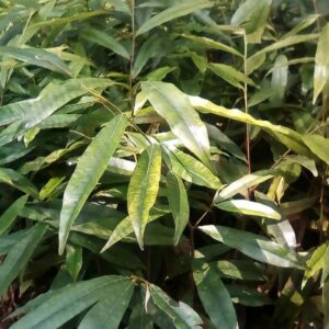 Pohon Gaharu