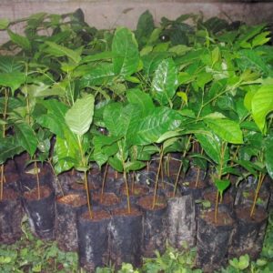 Pohon Mahoni