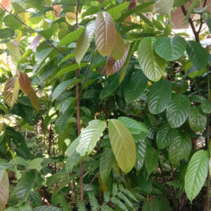 Pohon Ulin
