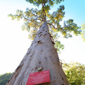Pohon Dipterocarpaceae